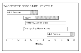 Twospotted Spider Mite Life Cycle And Habits