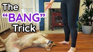 train your dog to do the bang trick