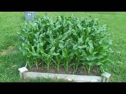 64 Corn Plants In A 4x4 Raised 16