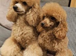 absolutely stunning purebred toy poodle
