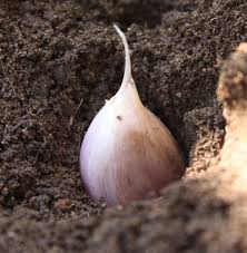 Garlic Growing Guide Seedwise