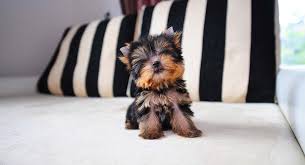 teacup yorkie a guide to the world s