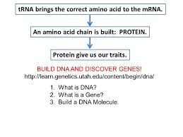 Goal 3 01b Protein Synthesis And Gene Regulation Ppt