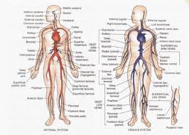 How do 1 create a concept map? Printiable Mape Of Arteries And Viens A Artery Vein Map In Octa B Artery Vein Skeleton Map Explore More Available Science Elements And Examples From The Edraw Free Download Version
