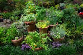Creating Herb Gardens With Containers