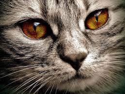 cats have spots in their eyes