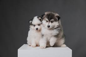 pomsky images browse 816 stock photos