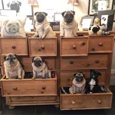 Browse 2,507 pug puppy stock photos and images available, or search for golden retriever or boxer puppy to find more great stock photos and pictures. Pin On Pugs