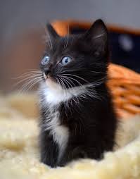 We have wide selection of exotic and popular kitten breeds for sale. Cats Rspca South Australia