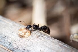 what do carpenter ants eat purcor