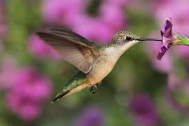 Plants That Attract Hummingbirds To The