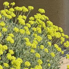 Get free flowers sulfur now and use flowers sulfur immediately to get % off or $ off or free shipping. Gentle Giant Sulfur Buckwheat Eriogonum Umbellatum High Country Gardens