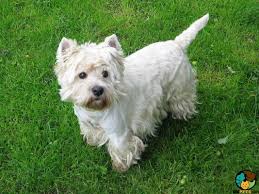 Enter your email address to receive alerts when we have new listings available for westie puppies for sale. West Highland Terrier Dog Breed Ukpets