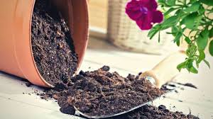 7 best potting soil for vegetables