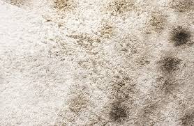 cleaning mold mildew from carpets in
