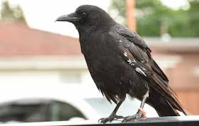 How can I acquire a pet crow