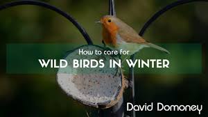 how to care for wild birds in winter