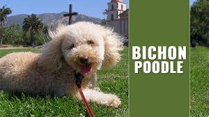 bichon poodle mix complete guide for