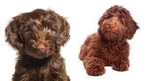 labradoodle puppy development what to