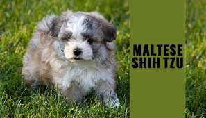 maltese shih tzu dog breed