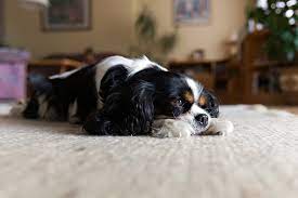 carpet cleaning for pets guide