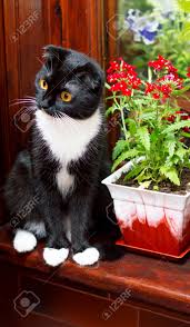You'll also discover pictures of cats in different poses such as jumping, sitting, snuggling, and playing. Scottish Fold Cat On The Windowsill The Theme Of Beautiful Cats And Flowers In The House Stock Photo Picture And Royalty Free Image Image 126833629