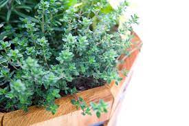 Companion Plants For Herbs In Pots