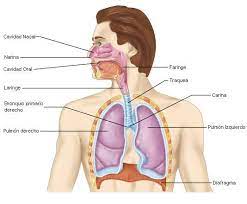 sistema respiratorio prof alejandro