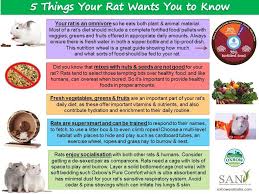 5 things your rat wants you to know