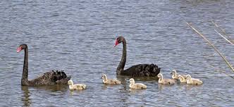 How Rare Are Black Swans? 