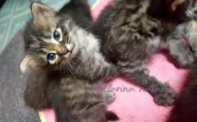 Pressreader koleksiviral channel gambar kucing comel dan manja. Perkembangan Anak Kucing Kitten Sexing Ini Adalah Bellarina Natasya