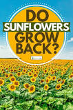 Will my sunflower grow back?