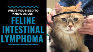 While many pancreatic cancer symptoms are first attributed to something else (e.g., gastrointestinal issues or stress), symptoms caused by jaundice usually can't be ignored. What You Need To Know About Feline Intestinal Lymphoma Vlog 98 Youtube