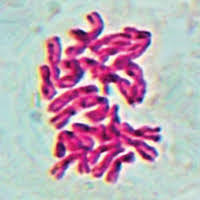 Chromosome numbers for the Italian flora: 11