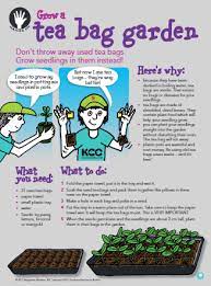 Grow A Tea Bag Garden Kiwi