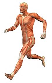 Human muscle system, the muscles of the human body that work the skeletal system, that are under voluntary control, and that are concerned with movement, . Https Www Uc Edu Content Dam Uc Ce Images Olli Page 20content Muscular 20system 20s Pdf