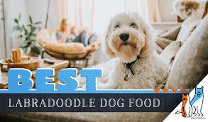 9 Best Labradoodle Dog Foods Plus Top Brands For Puppies