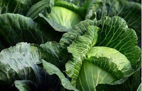 cabbage benefits uses nutrition
