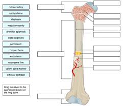 Anatomy of a long bone anna s anat. Structure Of A Long Bone Worksheet