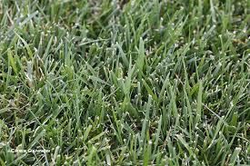 Tall fescue is a thick bladed fast growing and uncontrollable perennial grass that usually grows in clumps in the. Tall Fescue A Low Maintenance Alternative To Kentucky Bluegrass Horticulture And Home Pest News