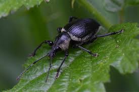 tiny black bugs look like poppy seeds