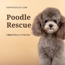 poodle rescue 9 best places to look