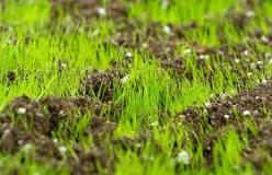 how-do-i-prepare-my-lawn-for-top-dressing