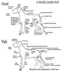 8 Best Puppy Growth Chart Images Cute Animals Dogs Cute Dogs