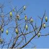 Silk floss tree, chorisia speciosa photo's taken early 2013. Https Encrypted Tbn0 Gstatic Com Images Q Tbn And9gcslcyq3pdgg6nxajzaqiifbxotmo8ymm79buyjkrvs7ot4zzg6y Usqp Cau