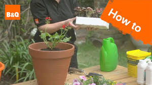 how to grow bedding plants you