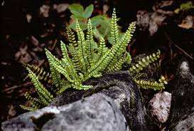 Asplenium trichomanes - Michigan Flora