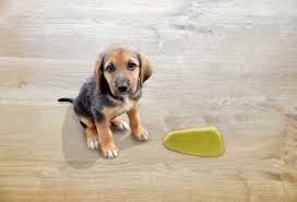 to clean dog urine from laminate floors