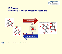 Condensation polymerisation   A level chemistry OCR  AQA  EDEXCEL   Chemistry Student Teacher Tes