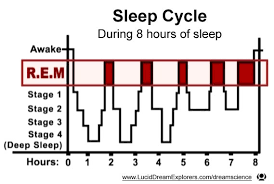 Sleep Dream Cycle And The Circadian And Ultradian Rhythm